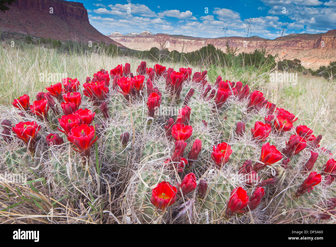 Claret cup, énorme cactus Canyon Rims Recreation Area, Utah Echinocereus sp. Banque D'Images