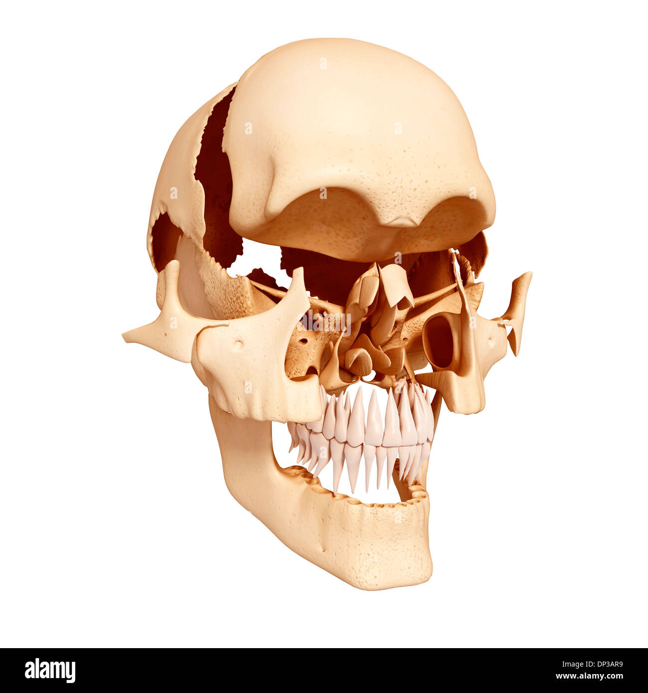 Crâne humain, artwork Banque D'Images