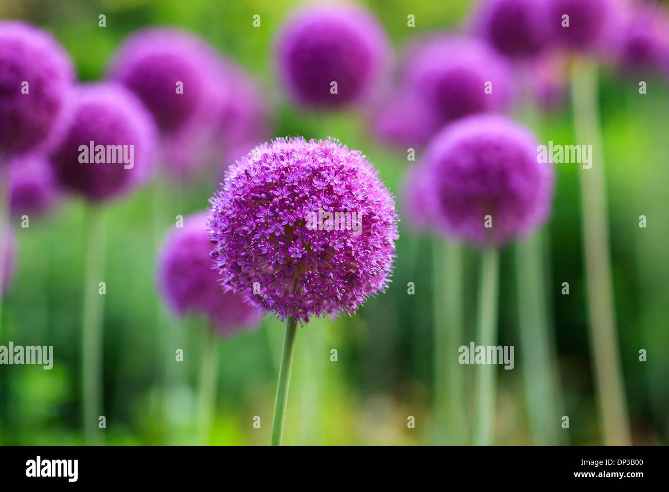 Allium Purple fleurs en pleine floraison, les jardins anglais, Parc Assiniboine, Winnipeg, Manitoba, Canada Banque D'Images