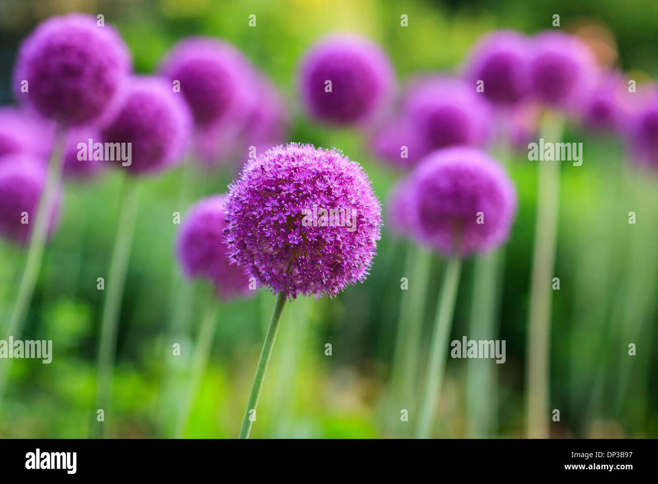 Allium Purple fleurs en pleine floraison. Banque D'Images