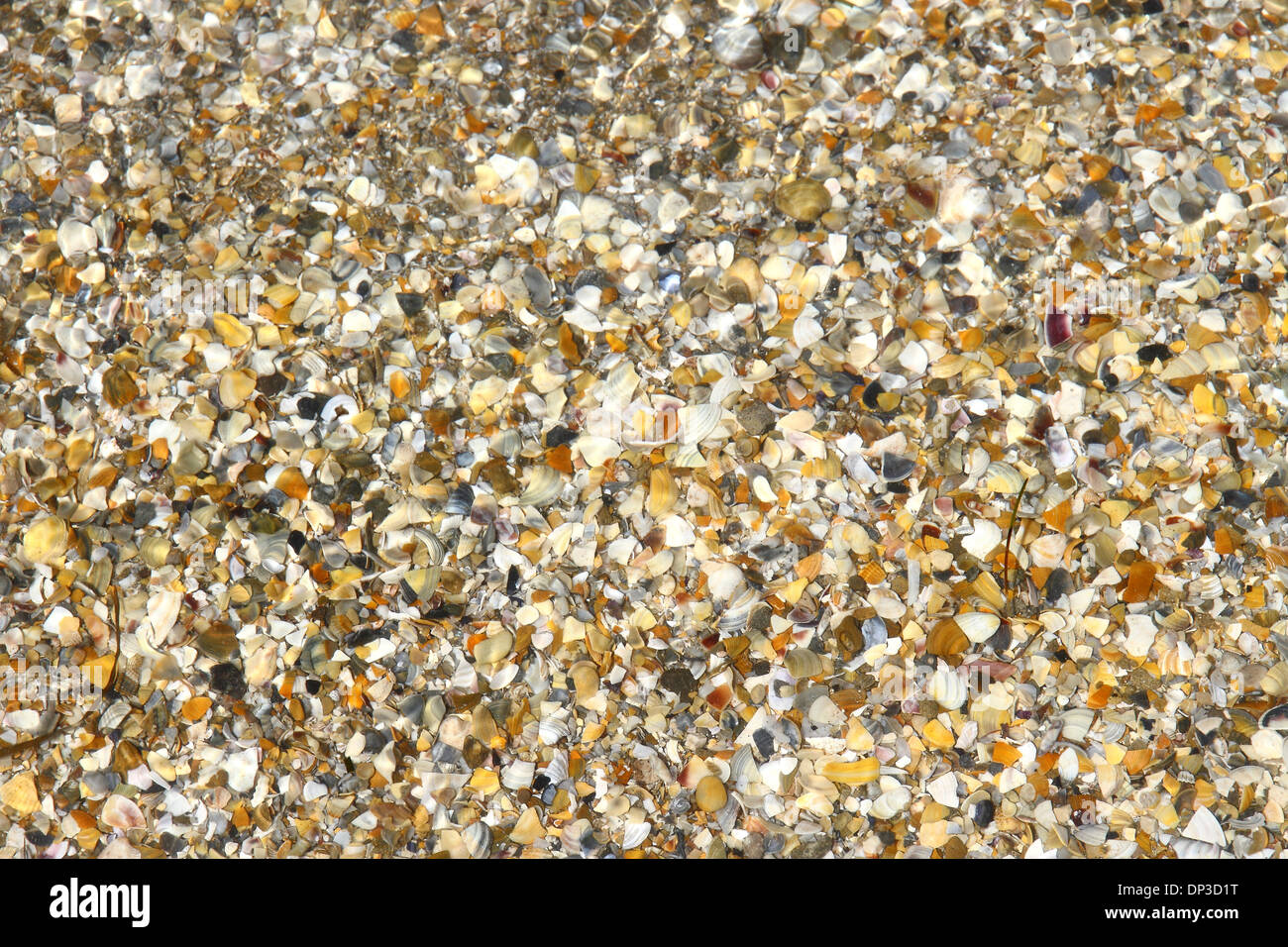 Coquillage cassé sous l'eau comme arrière-plan, Vue de dessus Banque D'Images