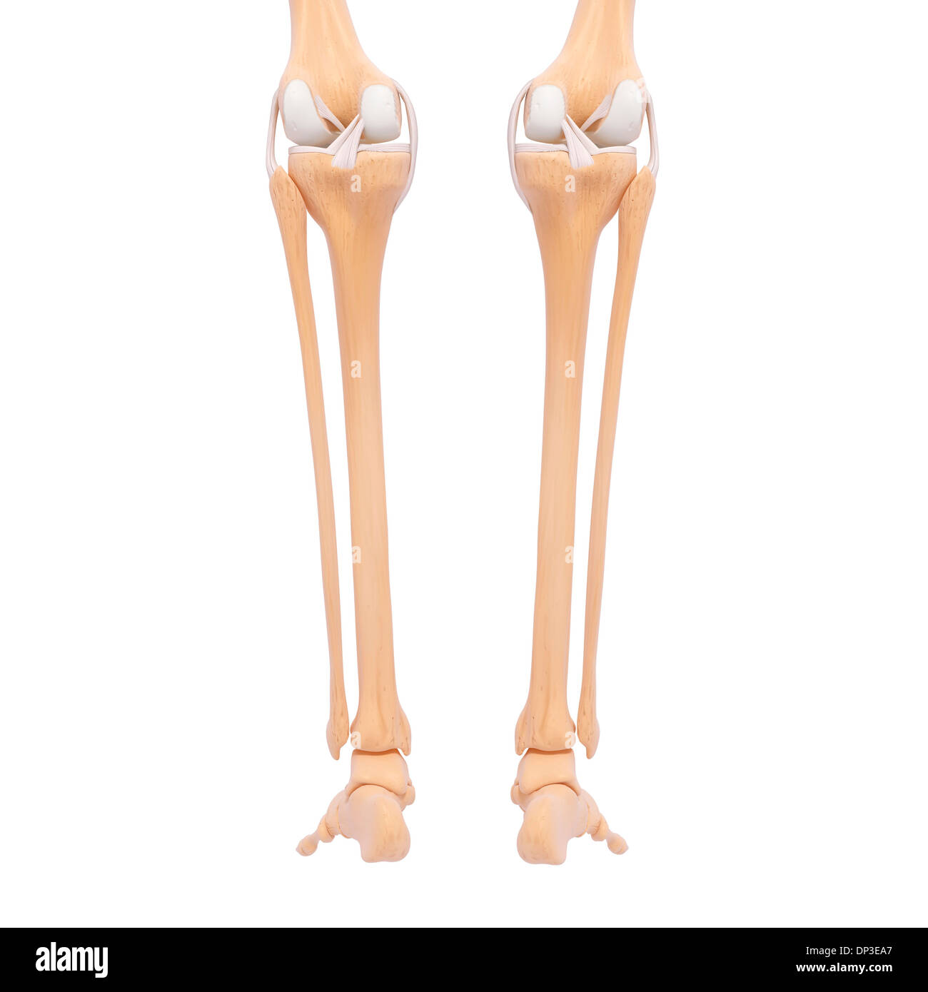Les os des jambes humaines, artwork Banque D'Images