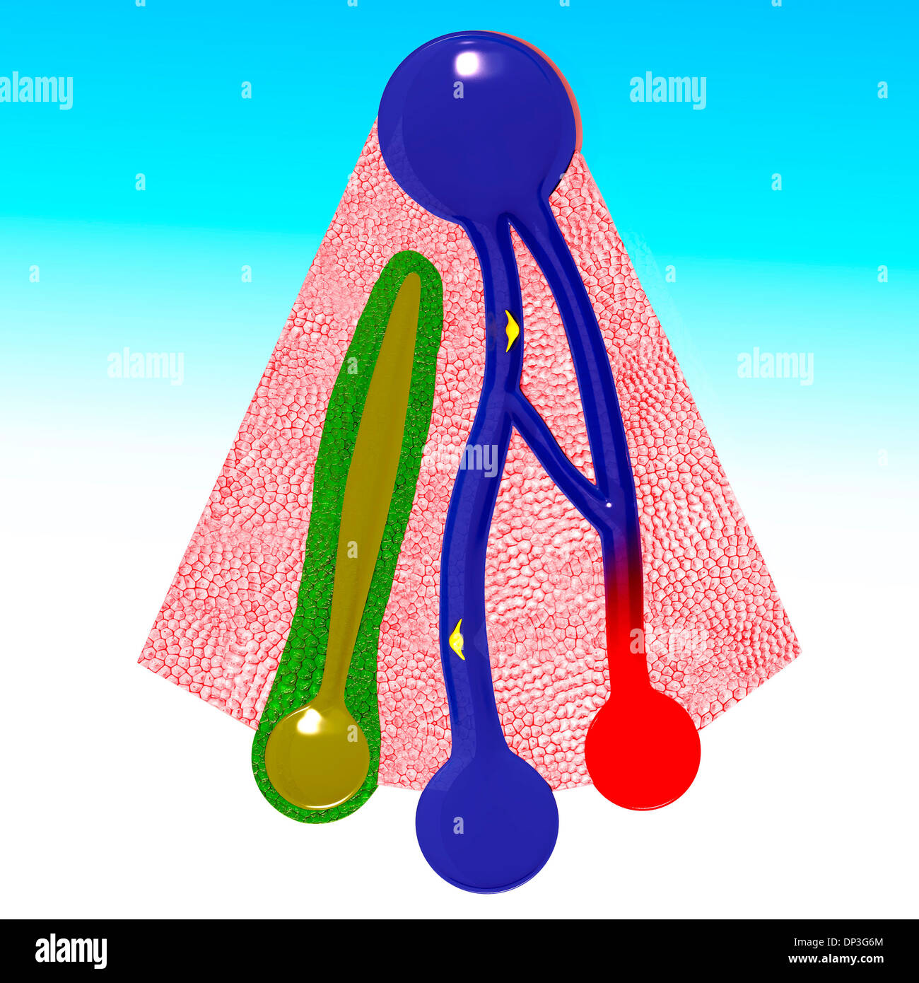 Le foie humain anatomy, artwork Banque D'Images