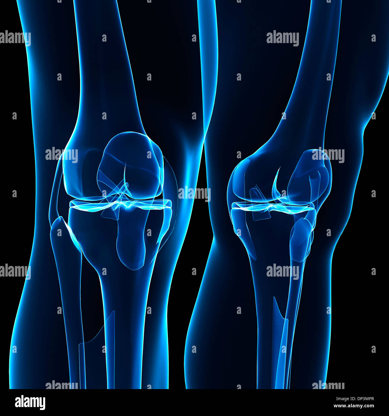 Les os des jambes humaines, artwork Banque D'Images