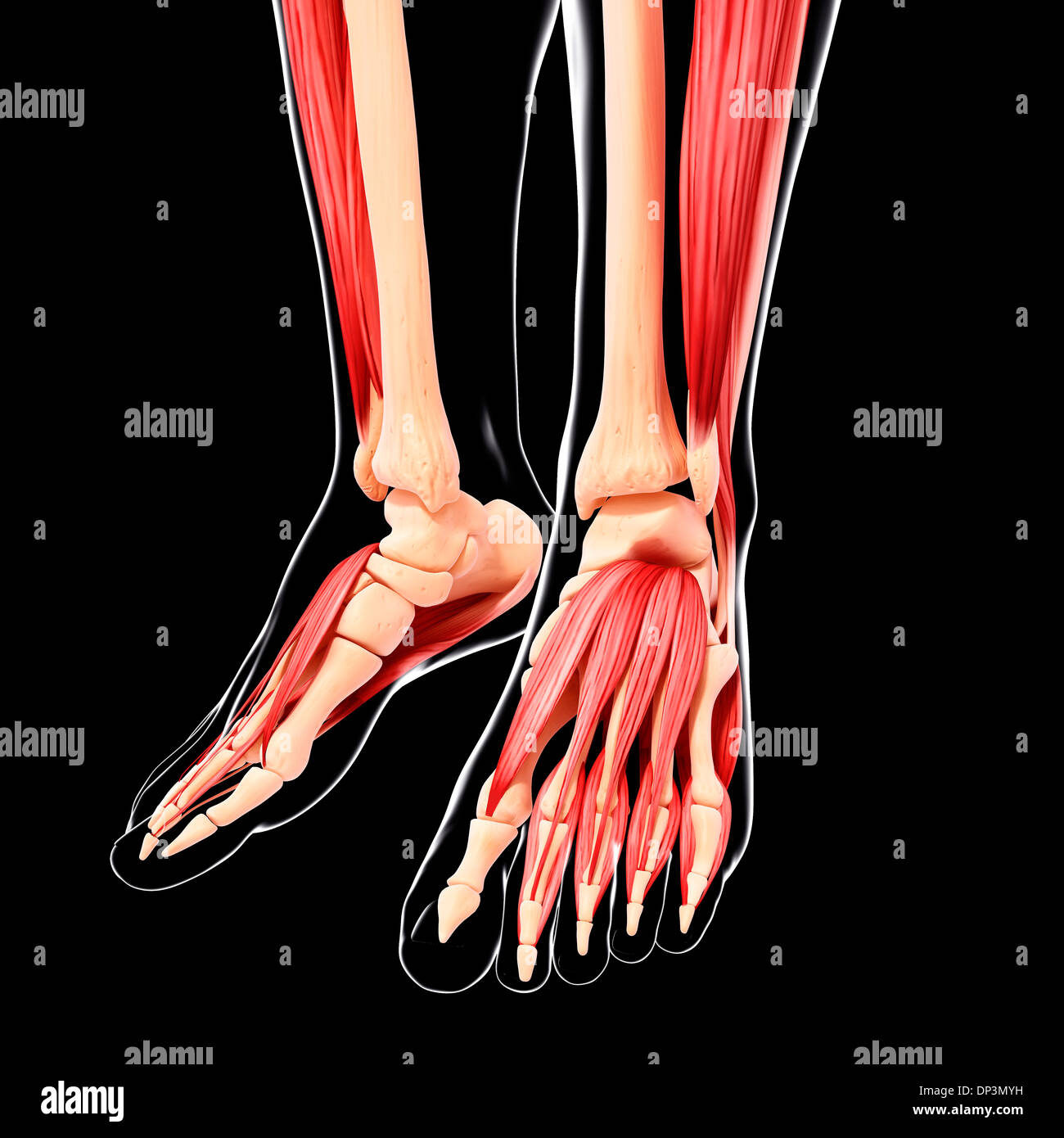 Human foot anatomy, artwork Banque D'Images