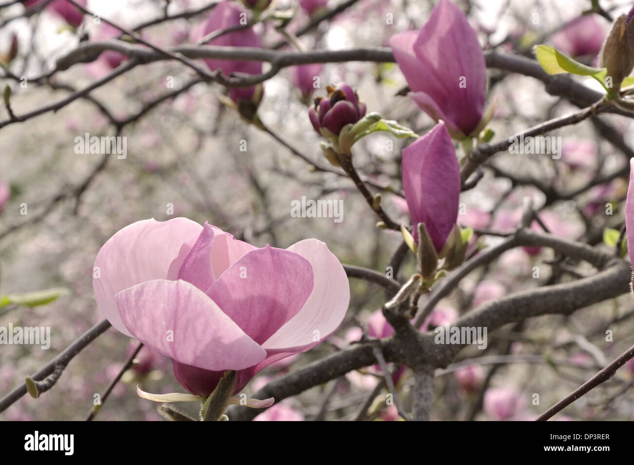 Grande fleur de Magnolia rose sur la branche Banque D'Images