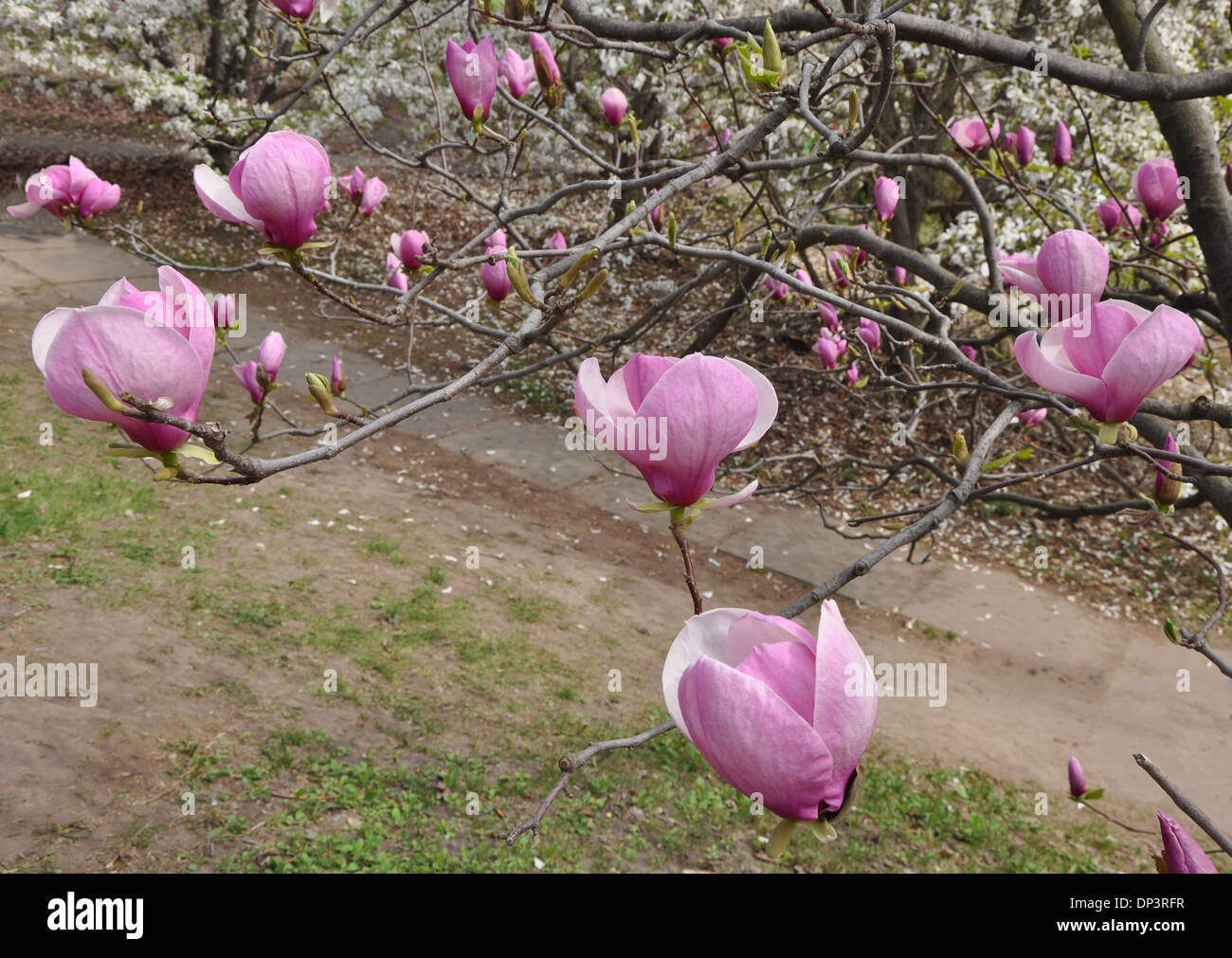 Magnolia avec de grandes fleurs roses sur les branches Banque D'Images