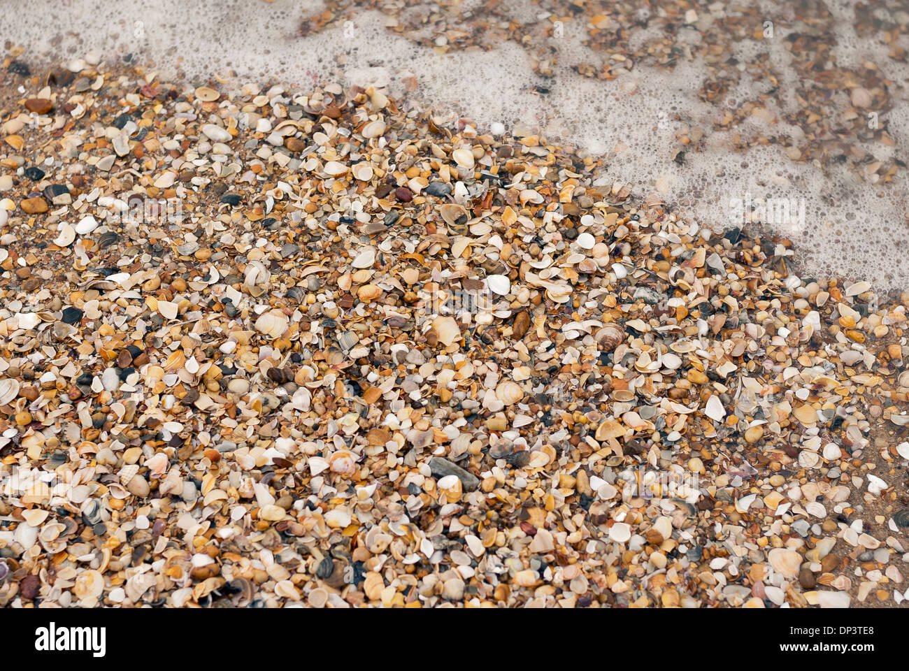 Des coquillages sur une plage avec des vagues Banque D'Images