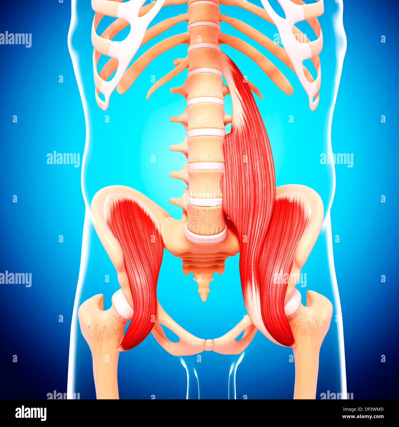 Les droits de l'hanche anatomy, artwork Banque D'Images