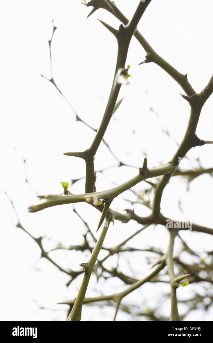 Close-up of prickly shrub, Allemagne Banque D'Images