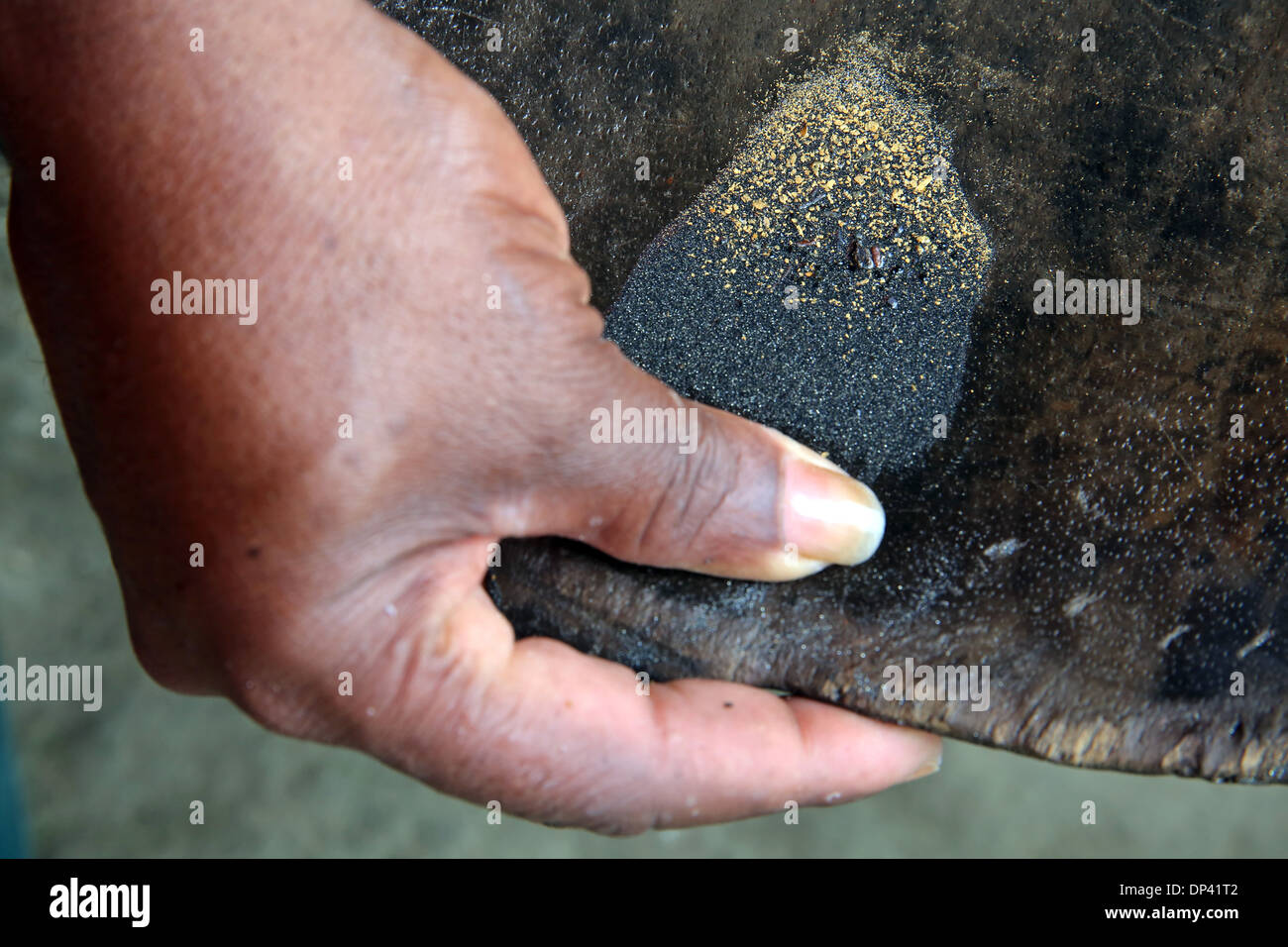 Lavage des mains d'or dans une batée, Choco, Colombie-Britannique, province de l'Amérique du Sud Banque D'Images