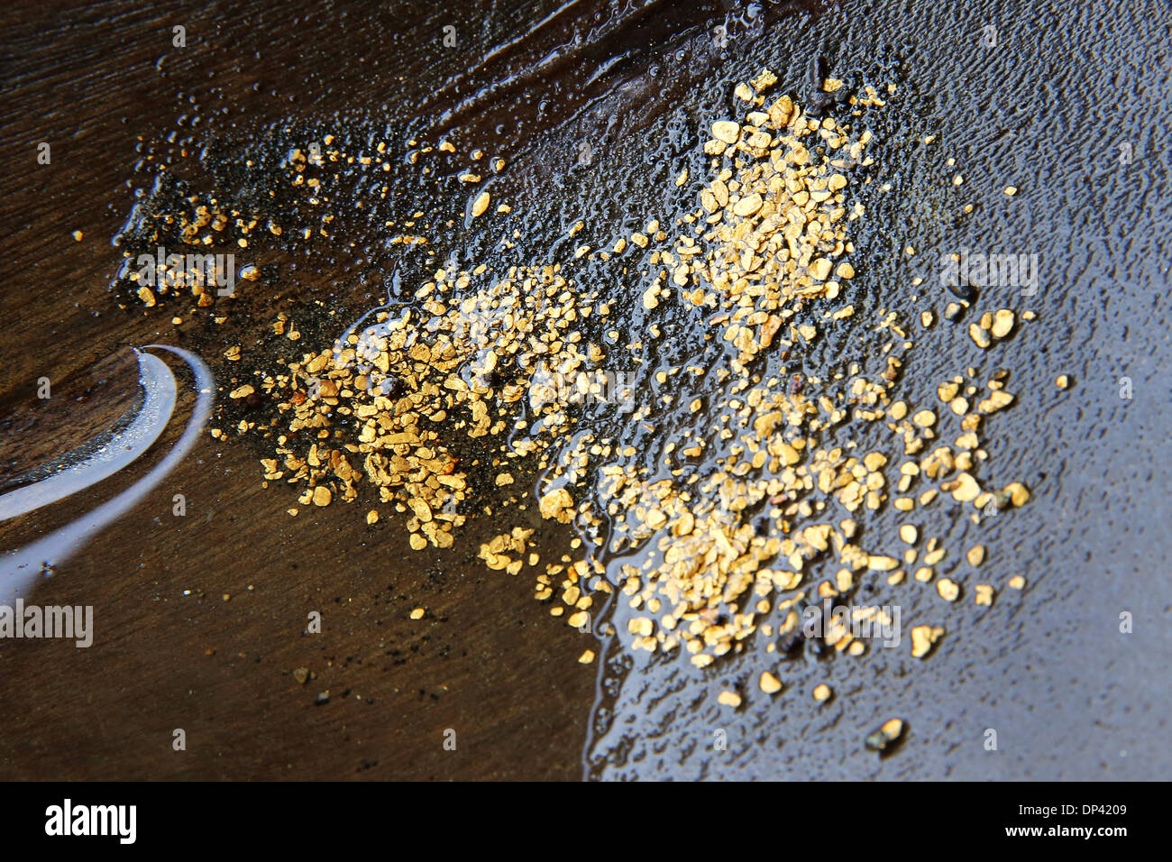 Lavage des mains d'or dans une batée, Choco, Colombie-Britannique, province de l'Amérique du Sud Banque D'Images