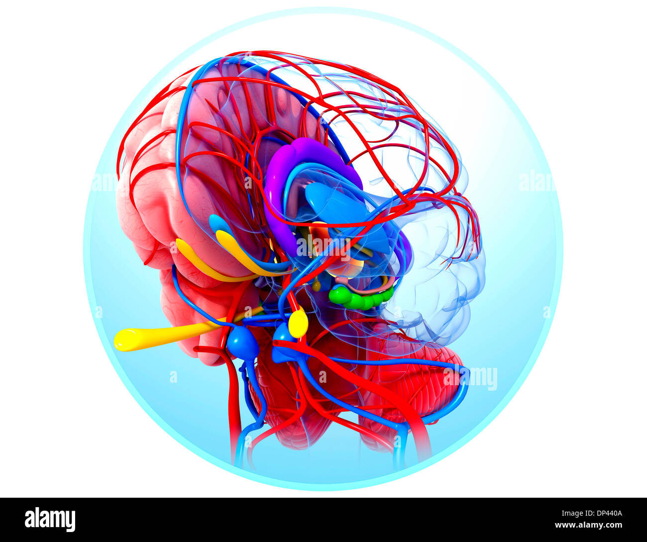 Les droits de l'anatomie du cerveau, artwork Banque D'Images