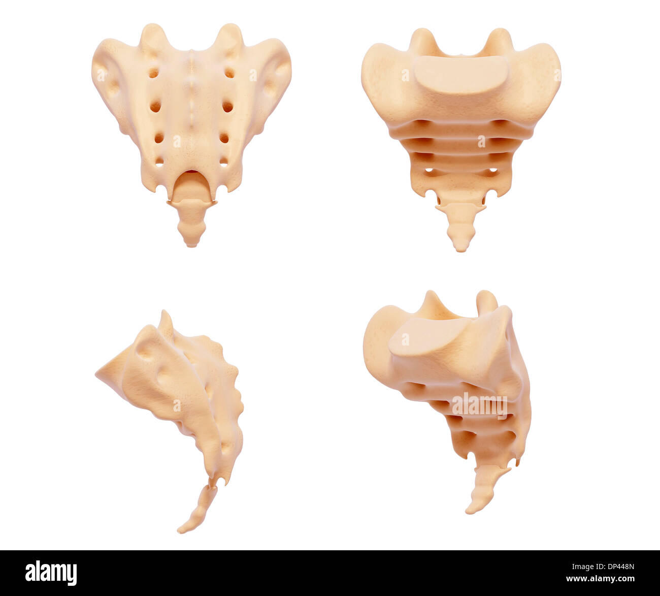 Les droits de sacrum, artwork Banque D'Images
