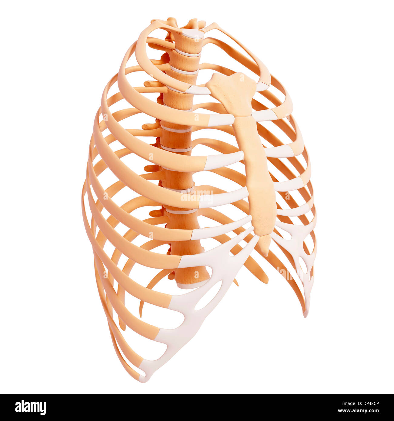 Cage thoracique humaine, artwork Banque D'Images