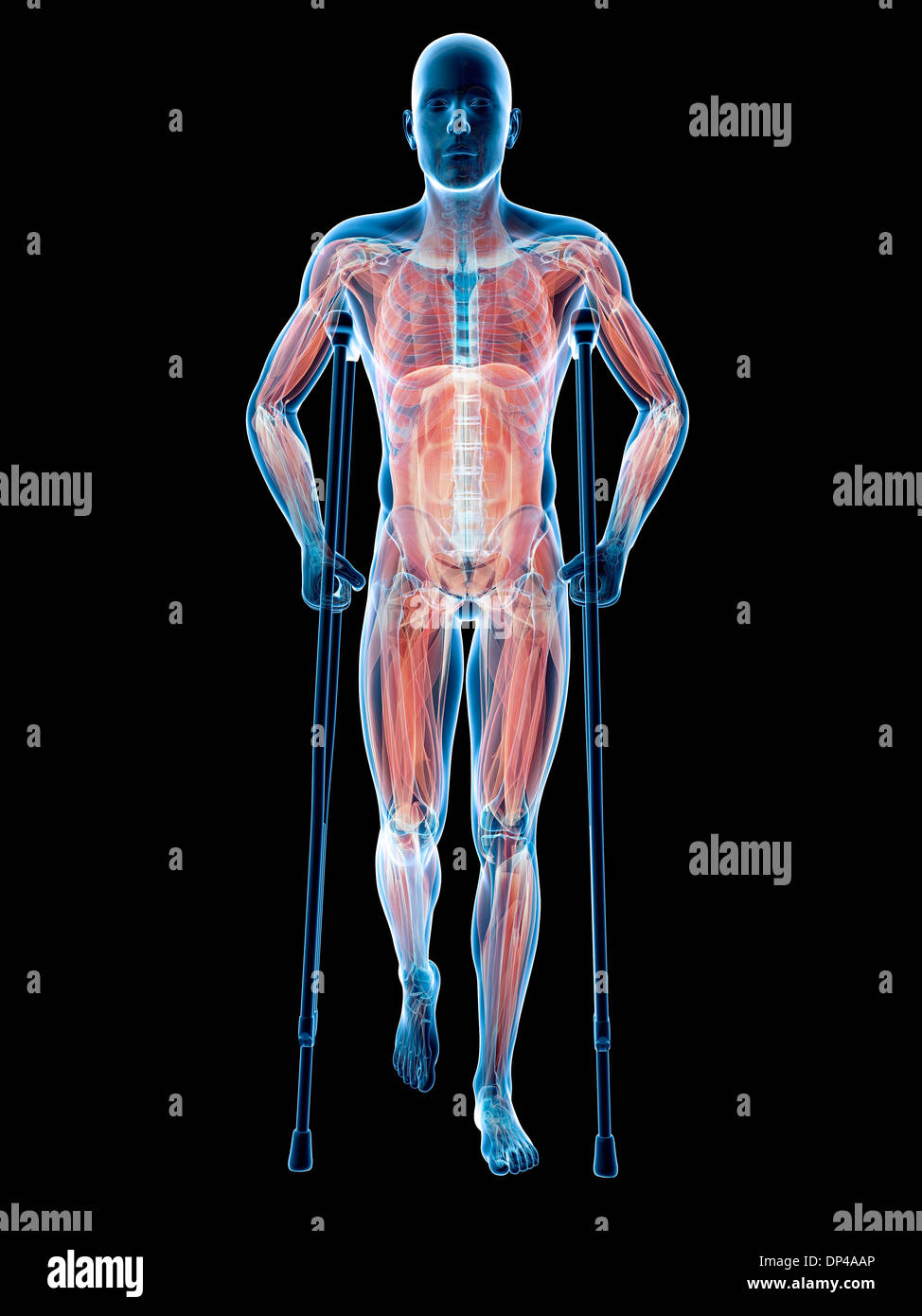 Male anatomy, artwork Banque D'Images