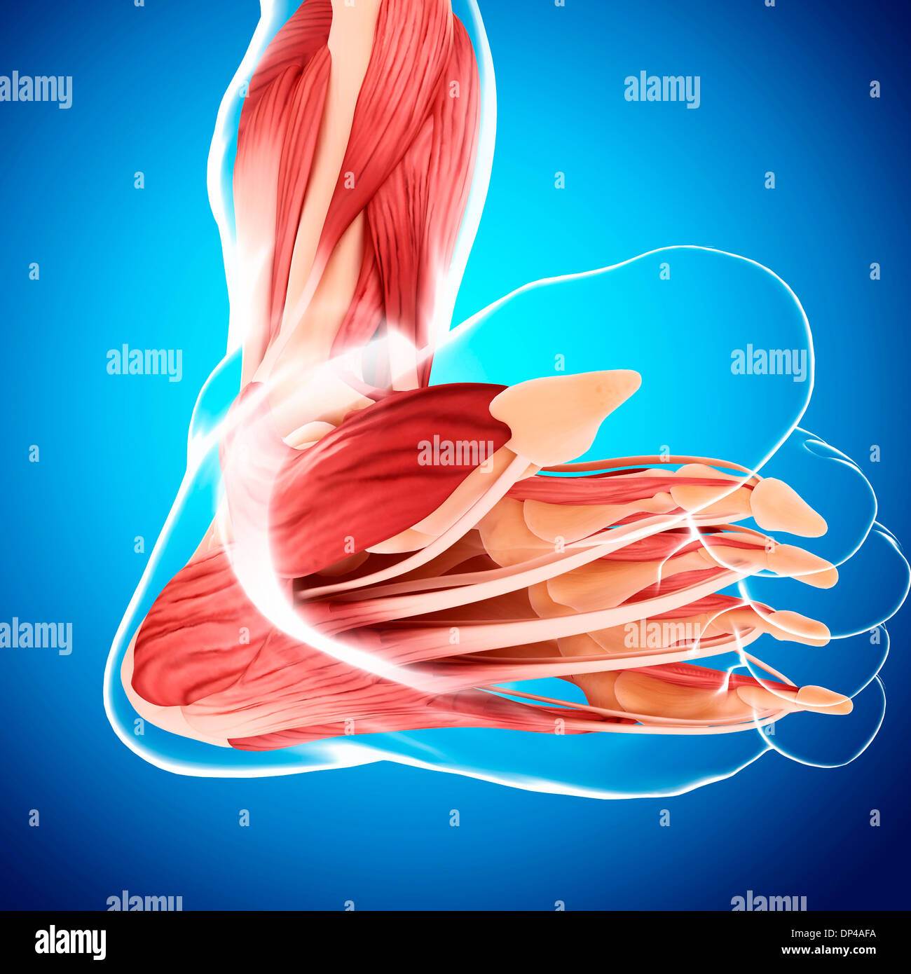 Human foot anatomy, artwork Banque D'Images