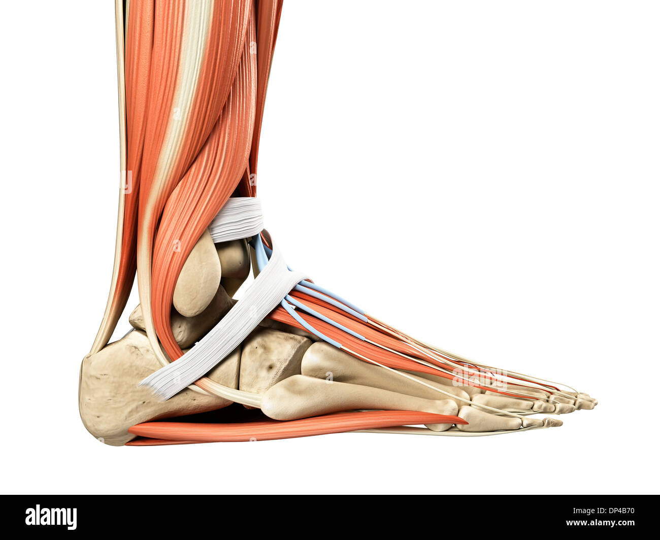 Foot anatomy, artwork Banque D'Images Foot anatomy, artwork Banque D'Images