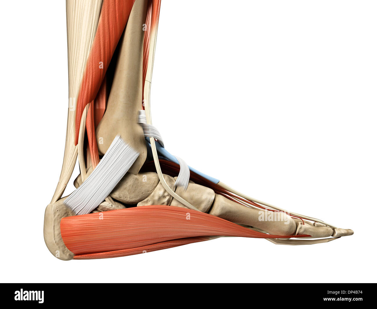 Foot anatomy, artwork Banque D'Images Foot anatomy, artwork Banque D'Images