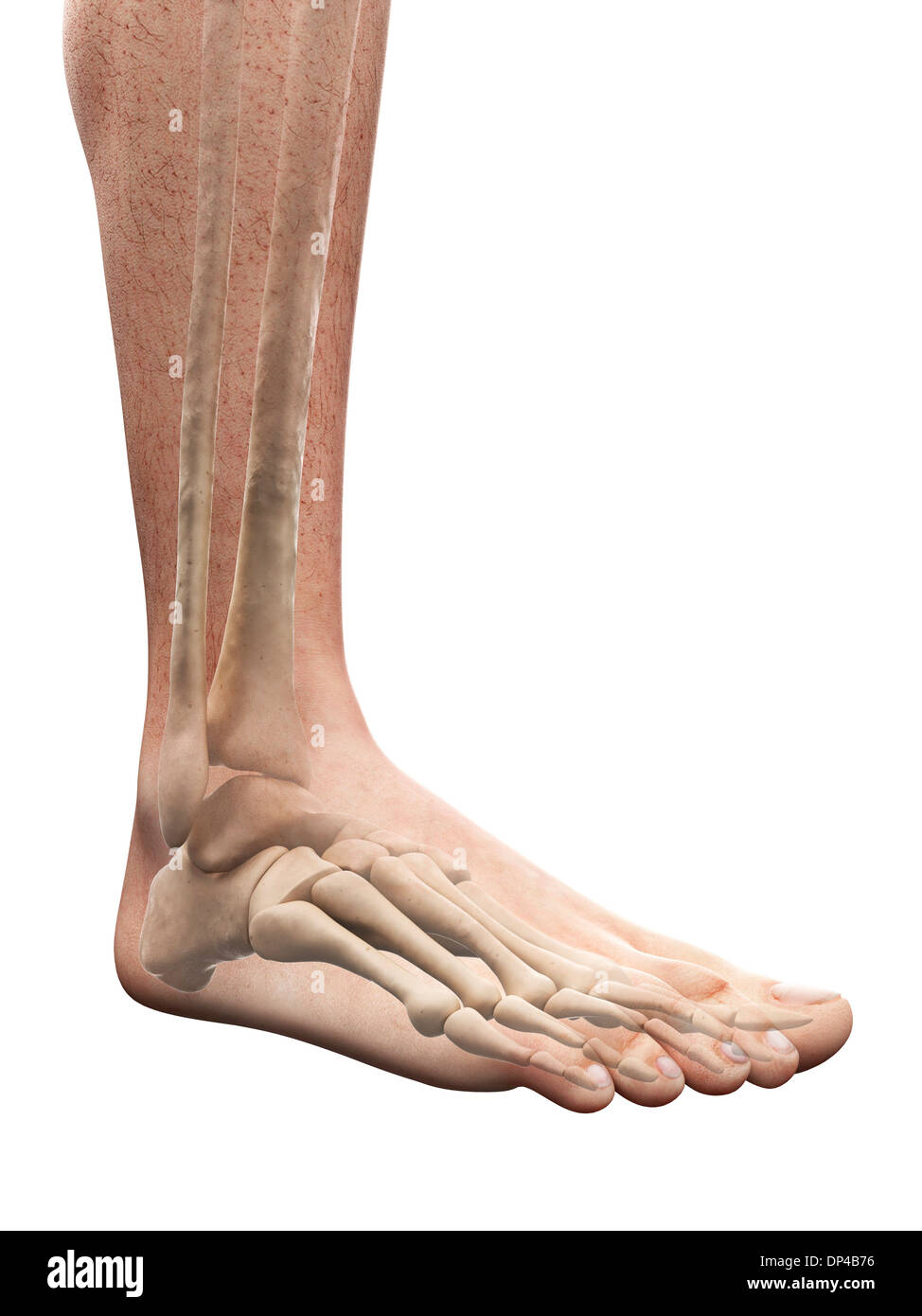 Foot anatomy, artwork Banque D'Images