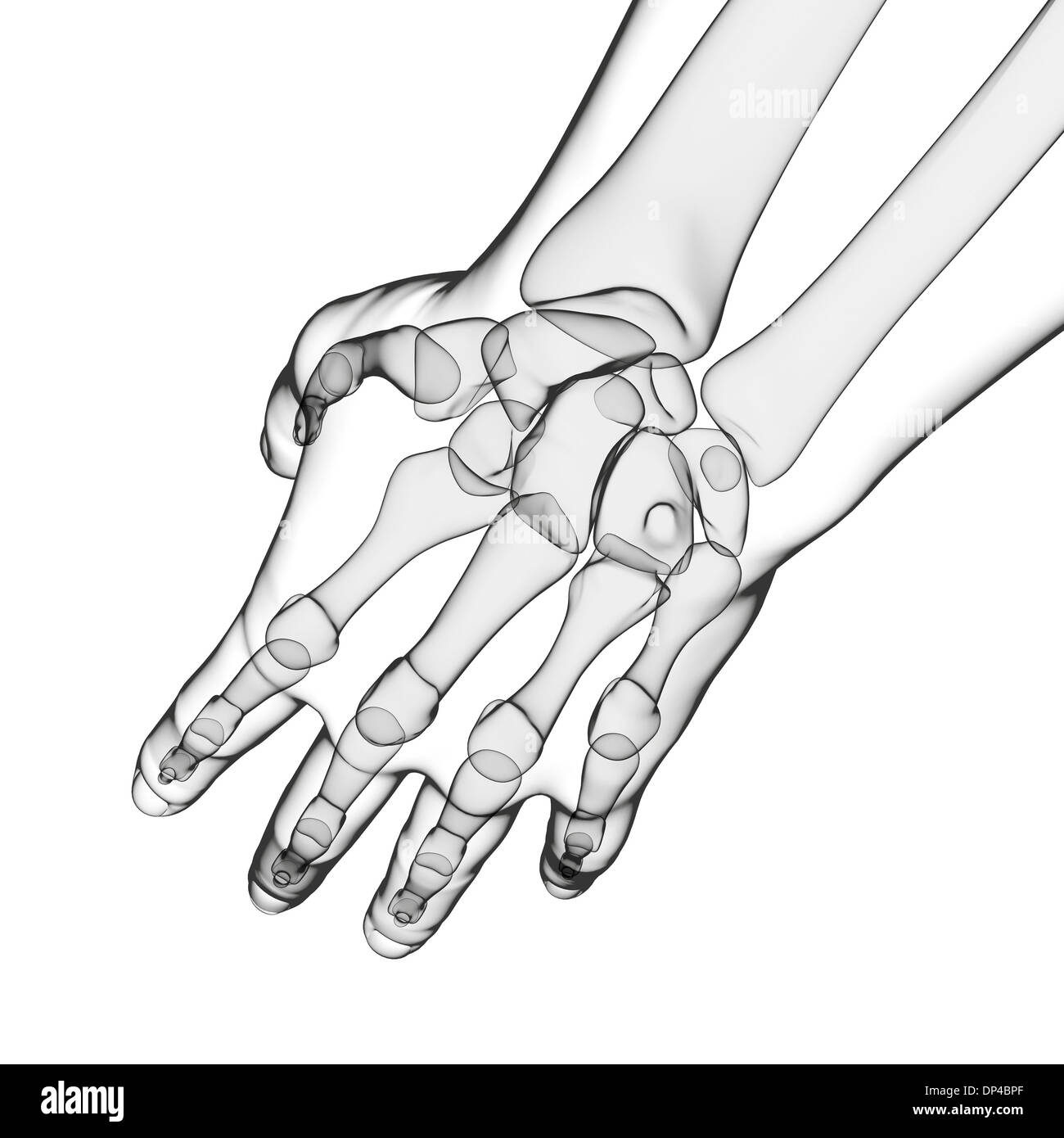 La main de l'Anatomy, artwork Banque D'Images