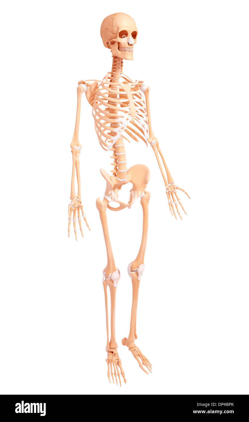 Human Skeleton, artwork Banque D'Images