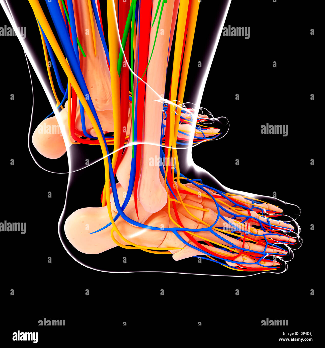 Human foot anatomy, artwork Banque D'Images