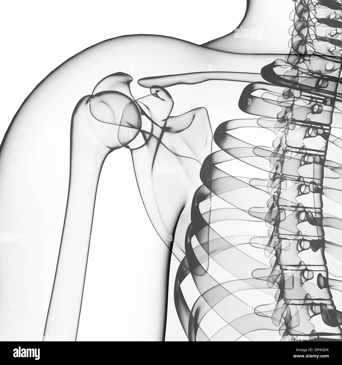 L'épaule de l'Anatomy, artwork Banque D'Images