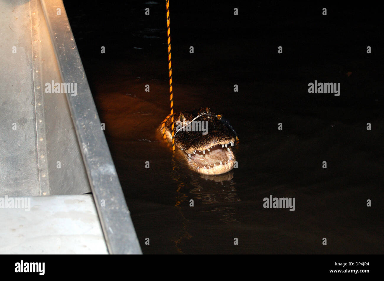 Aug 15, 2006 ; Lake Okeechobee, en Floride, USA ; cette 7 pieds, 10 pouces, alligator harponnés par hunter Doug Sharp et porté aux côtés de l'évêque Wright's airboat, montre ses dents avant d'être tué avec un stick bang mardi soir sur le lac Okeechobee. Les chasseurs doivent soumettre Gator alligators avant d'expédier à bout portant. Crédit obligatoire : Photo par Willie Howard/Palm Beach Post/ZUMA Banque D'Images