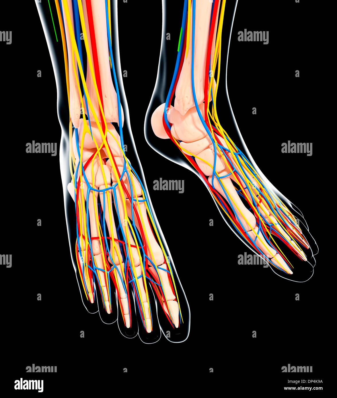 Human foot anatomy, artwork Banque D'Images