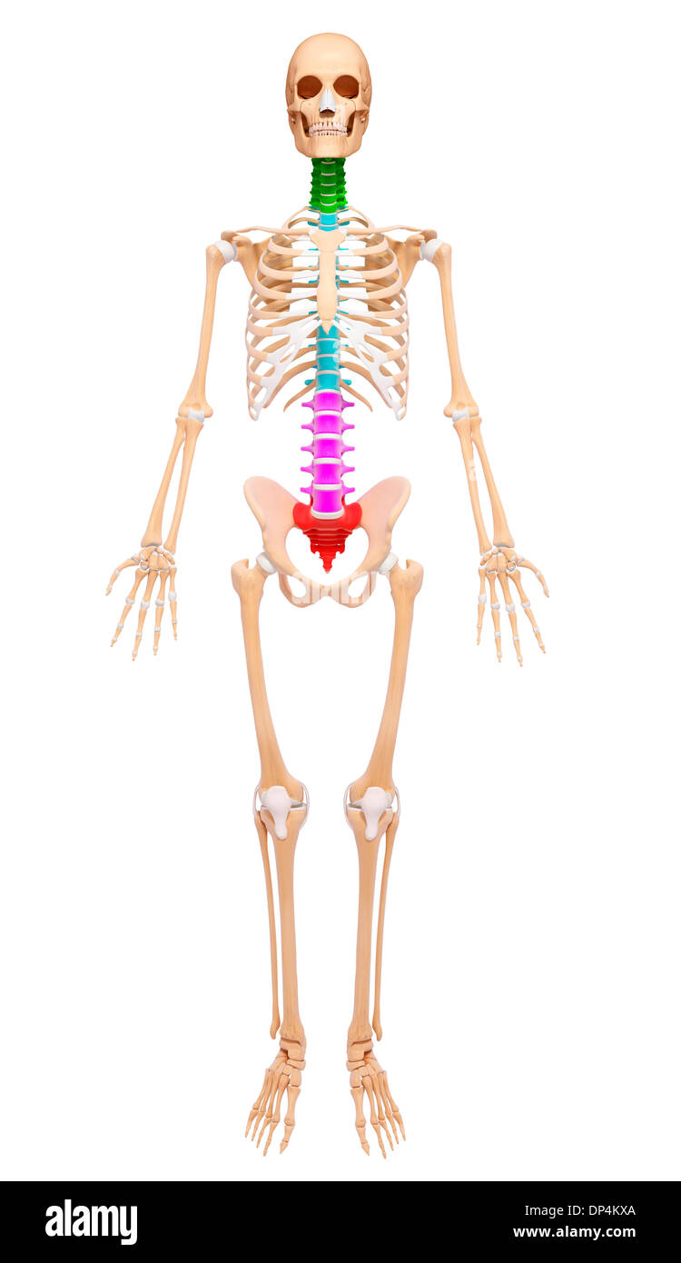 Human Skeleton, artwork Banque D'Images