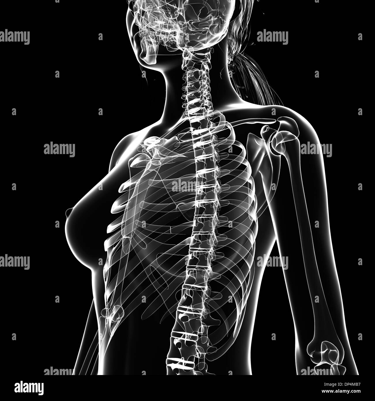 Os Appele Familierement Le Plat De L épaule Anatomie de l'os du sternum Banque d'images noir et blanc - Alamy