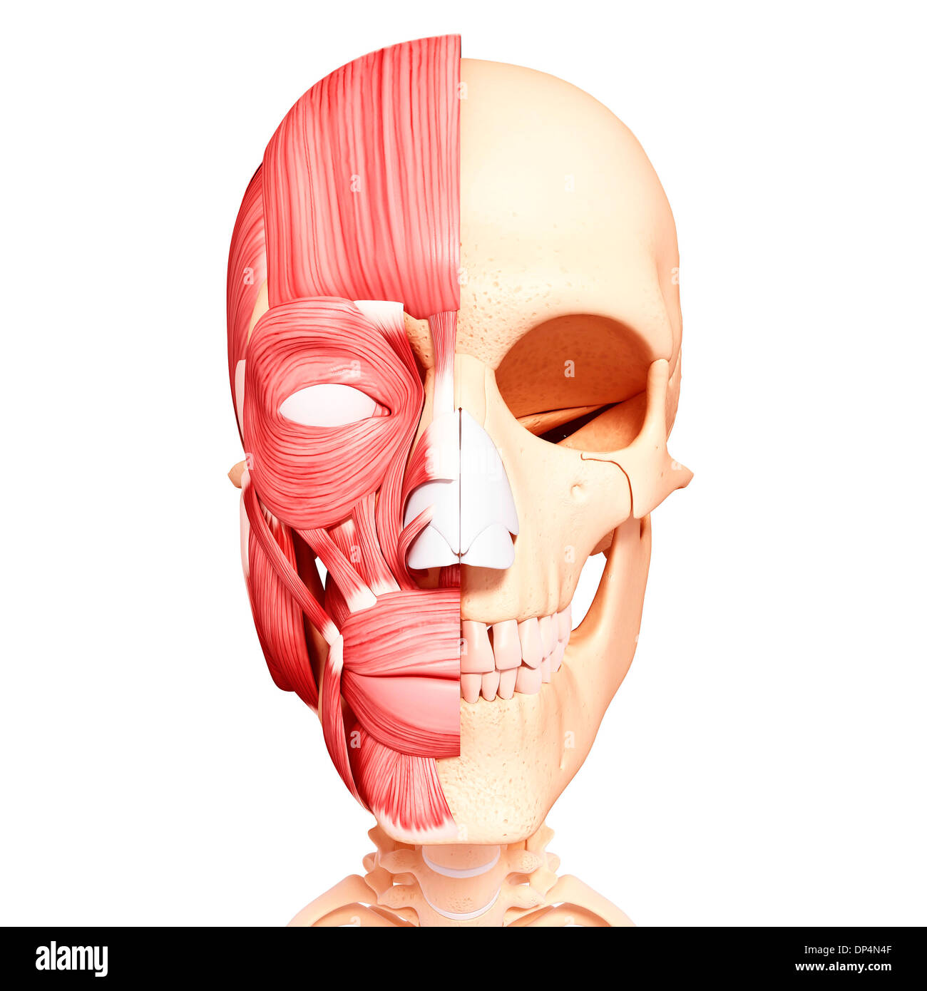 Tête humaine anatomy, artwork Banque D'Images