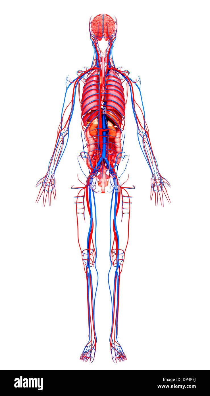 Human Anatomy, artwork Banque D'Images