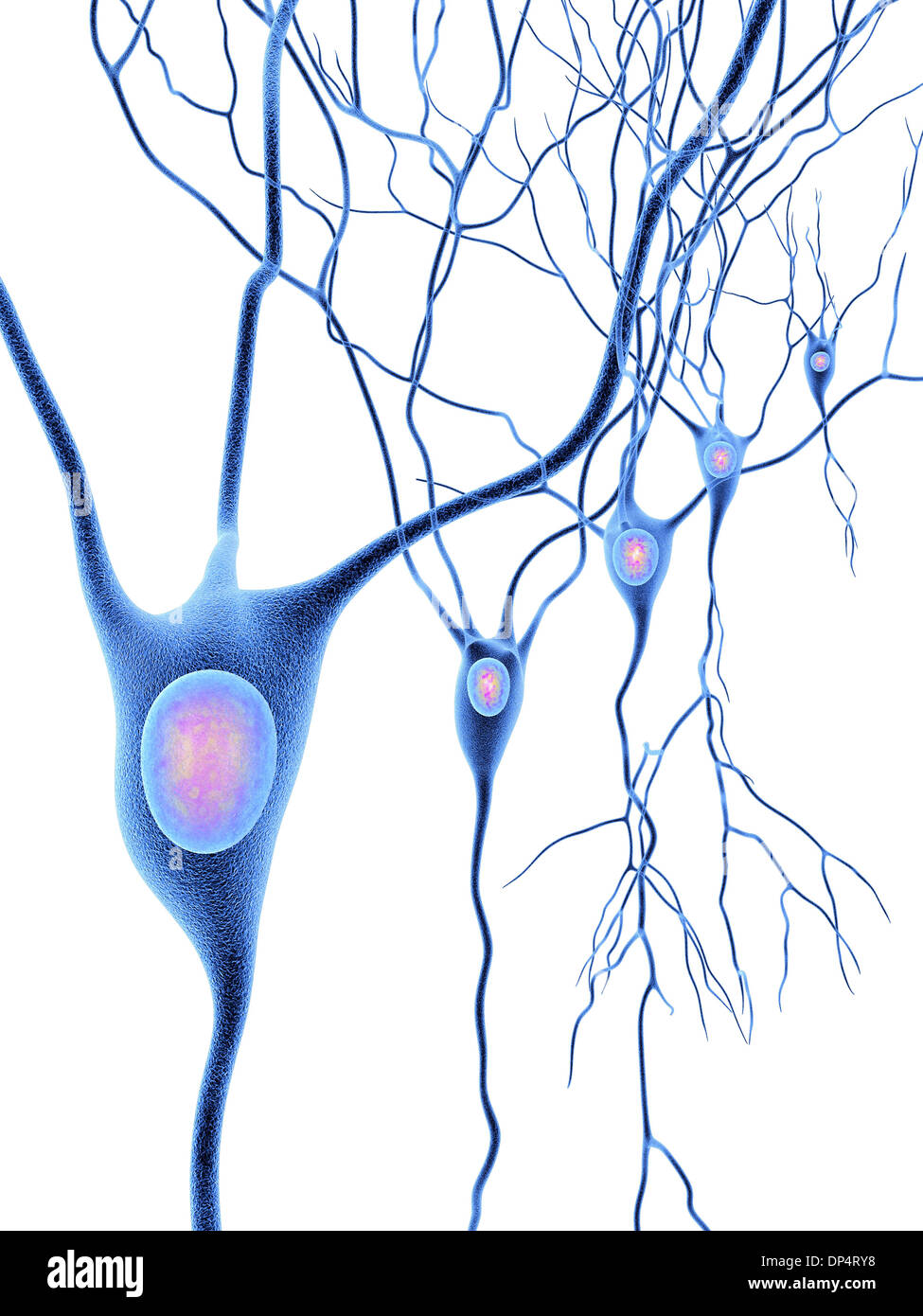 Les cellules nerveuses, artwork Banque D'Images