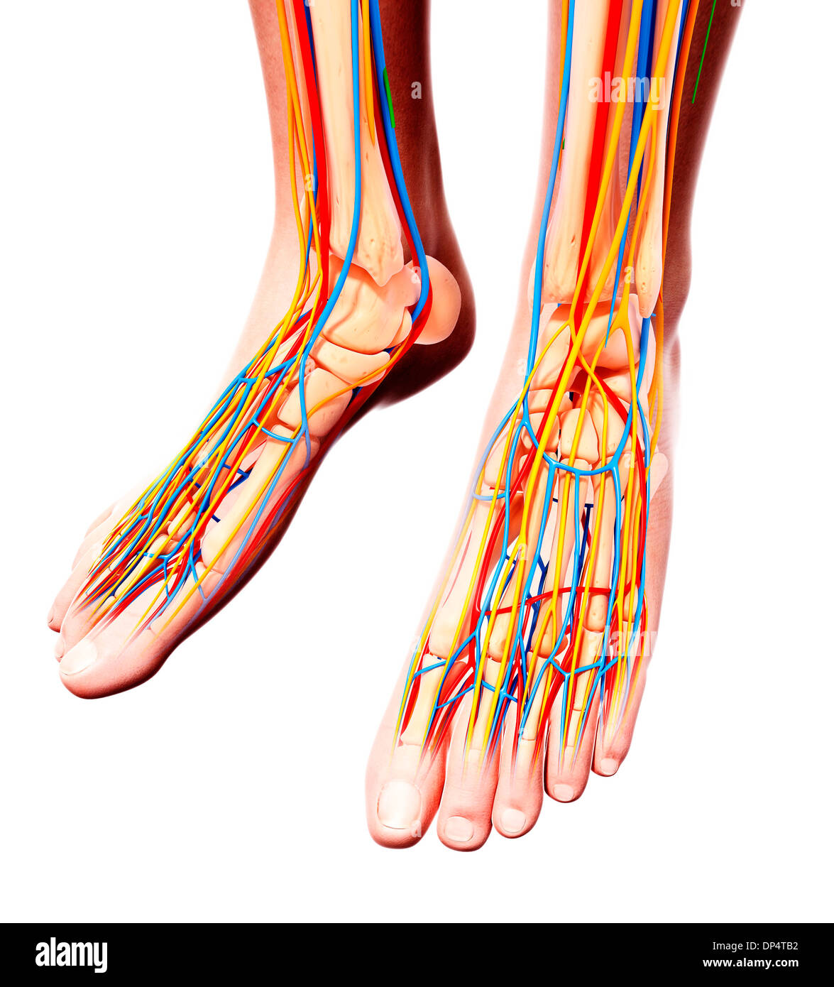 Human foot anatomy, artwork Banque D'Images