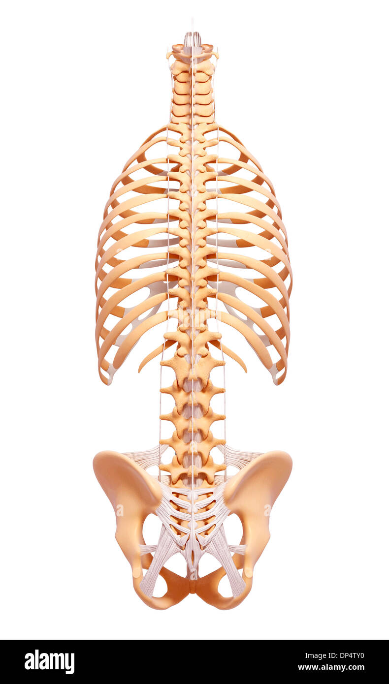 Human Skeleton, artwork Banque D'Images