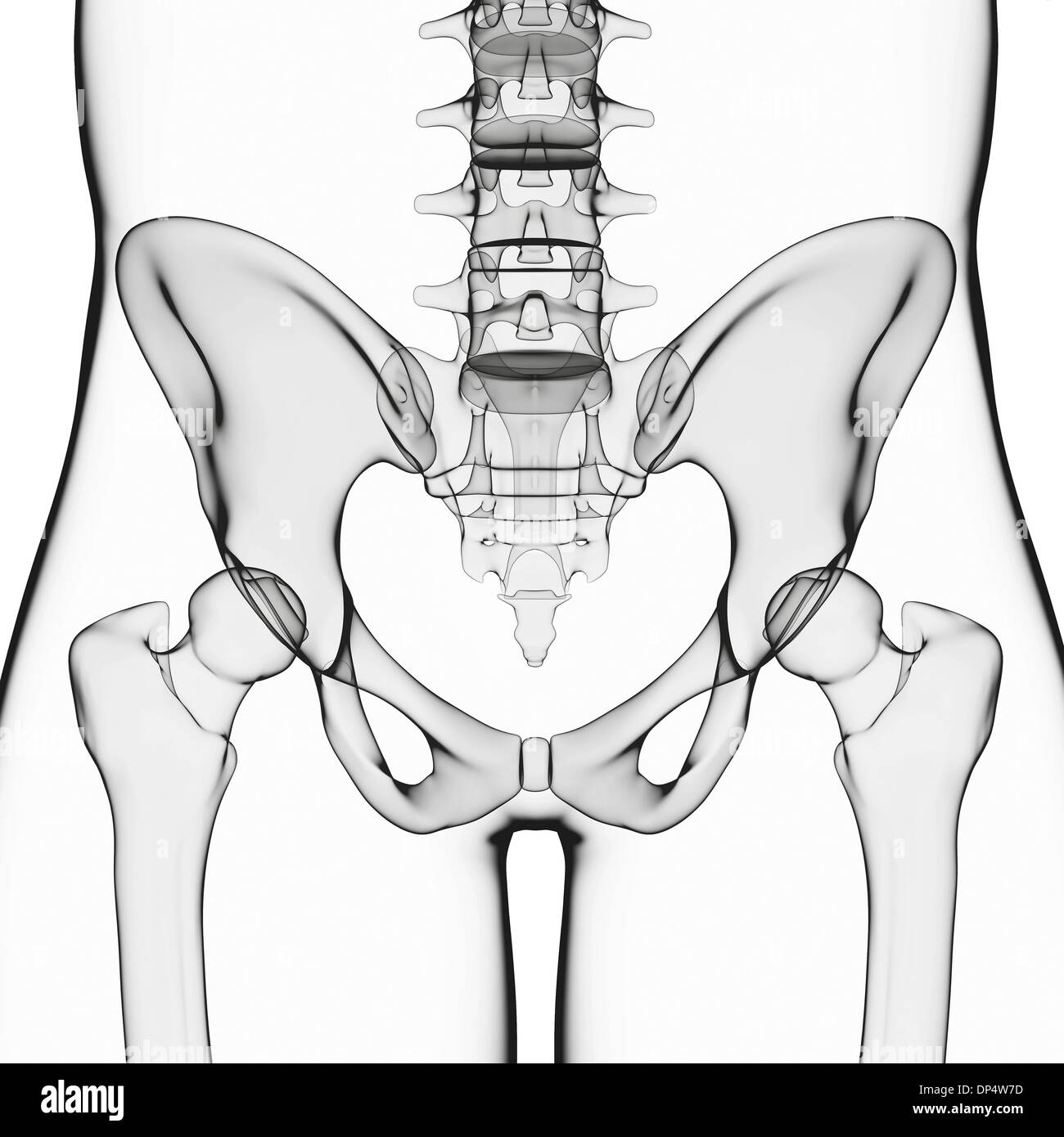 Anatomie Du Bassin Banque Dimages Noir Et Blanc Alamy 7556