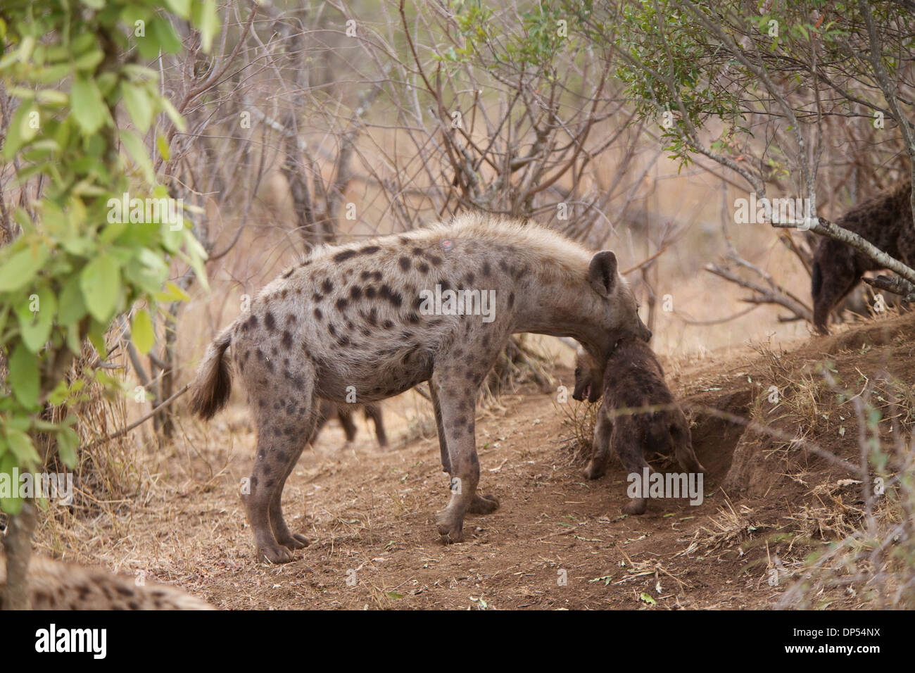 L'hyène tachetée mère déplace son jeune cub autour de la den, Kruger, Afrique du Sud Banque D'Images