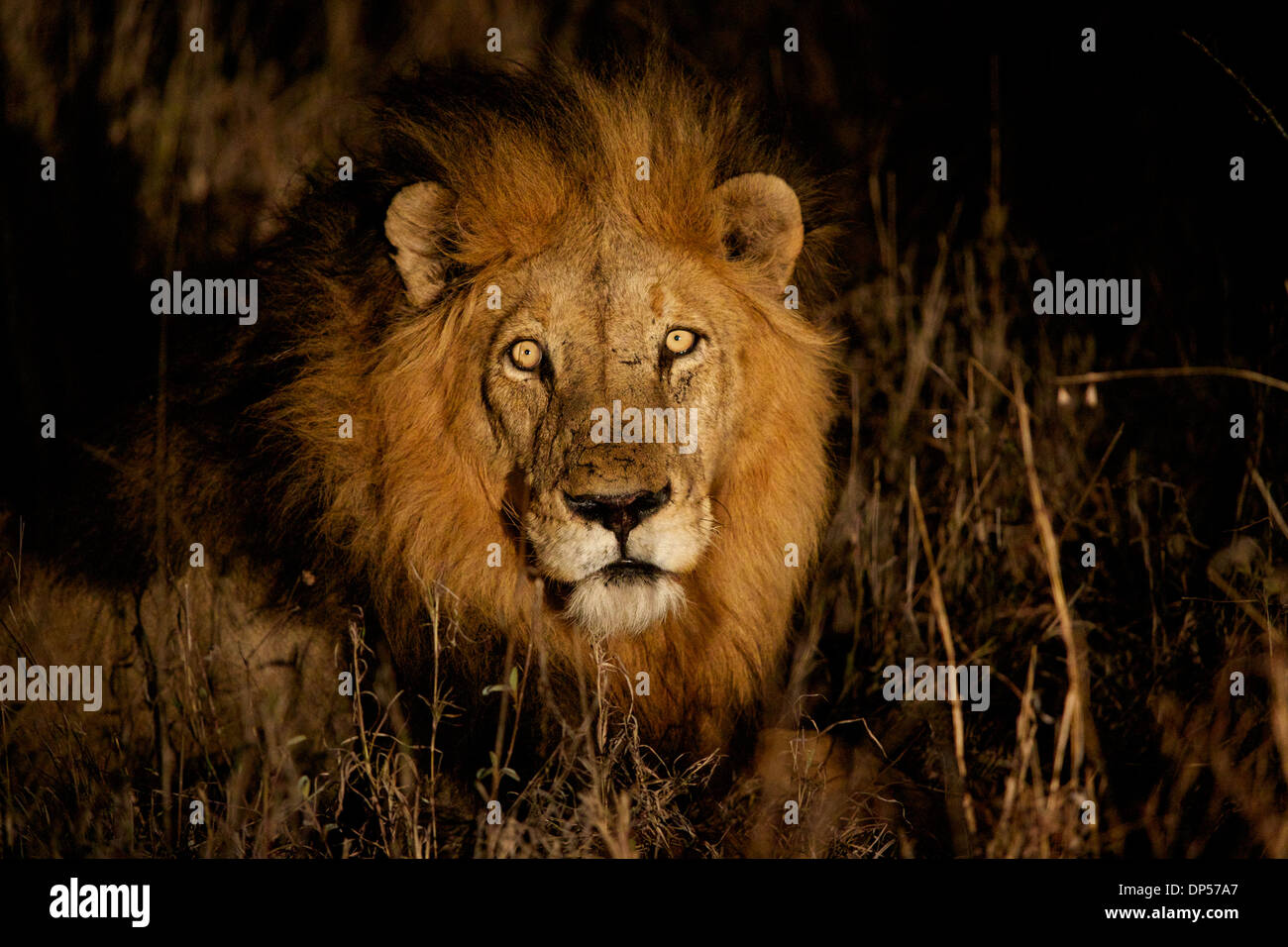 Un lion mâle est perturbé par une lampe de nuit, Lion Sands River Lodge, Kruger, Afrique du Sud Banque D'Images