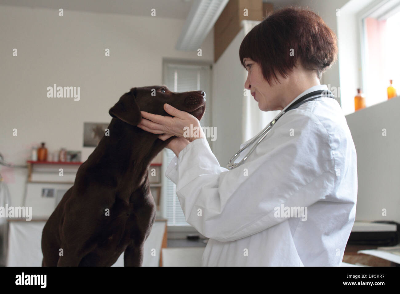 Une femme de race blanche d'âge moyen vétérinaire examine un chien moyen élevé dans une chirurgie pour les animaux domestiques Banque D'Images