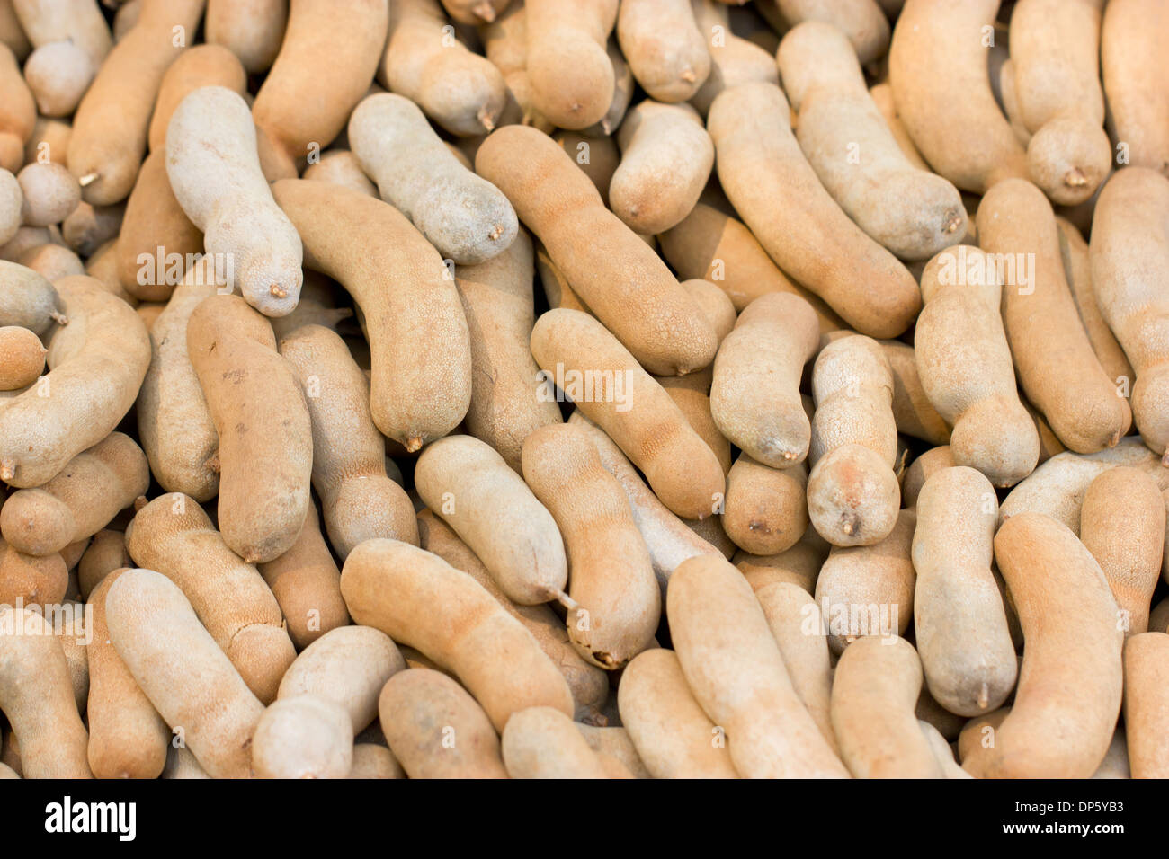 Close up of fruits de tamarin. Banque D'Images