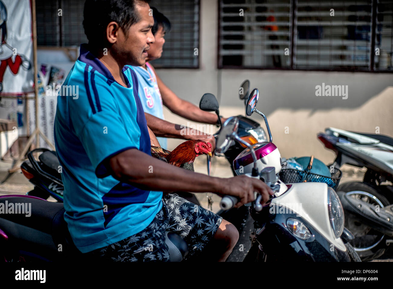 Thaïlande motard transportant un poulet. Banque D'Images