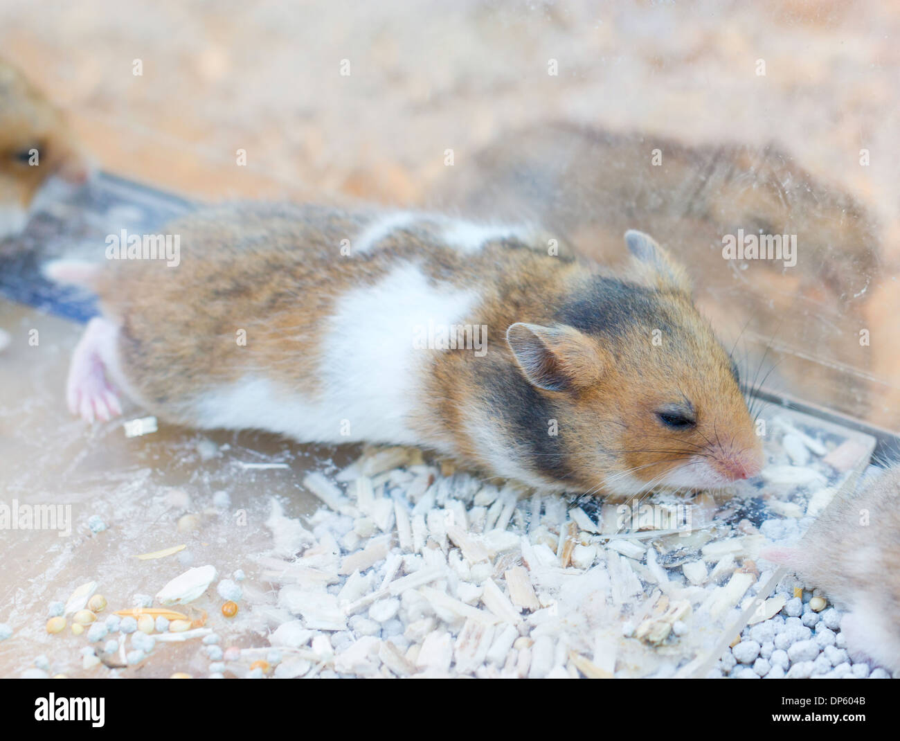 Hamster de couchage. Banque D'Images