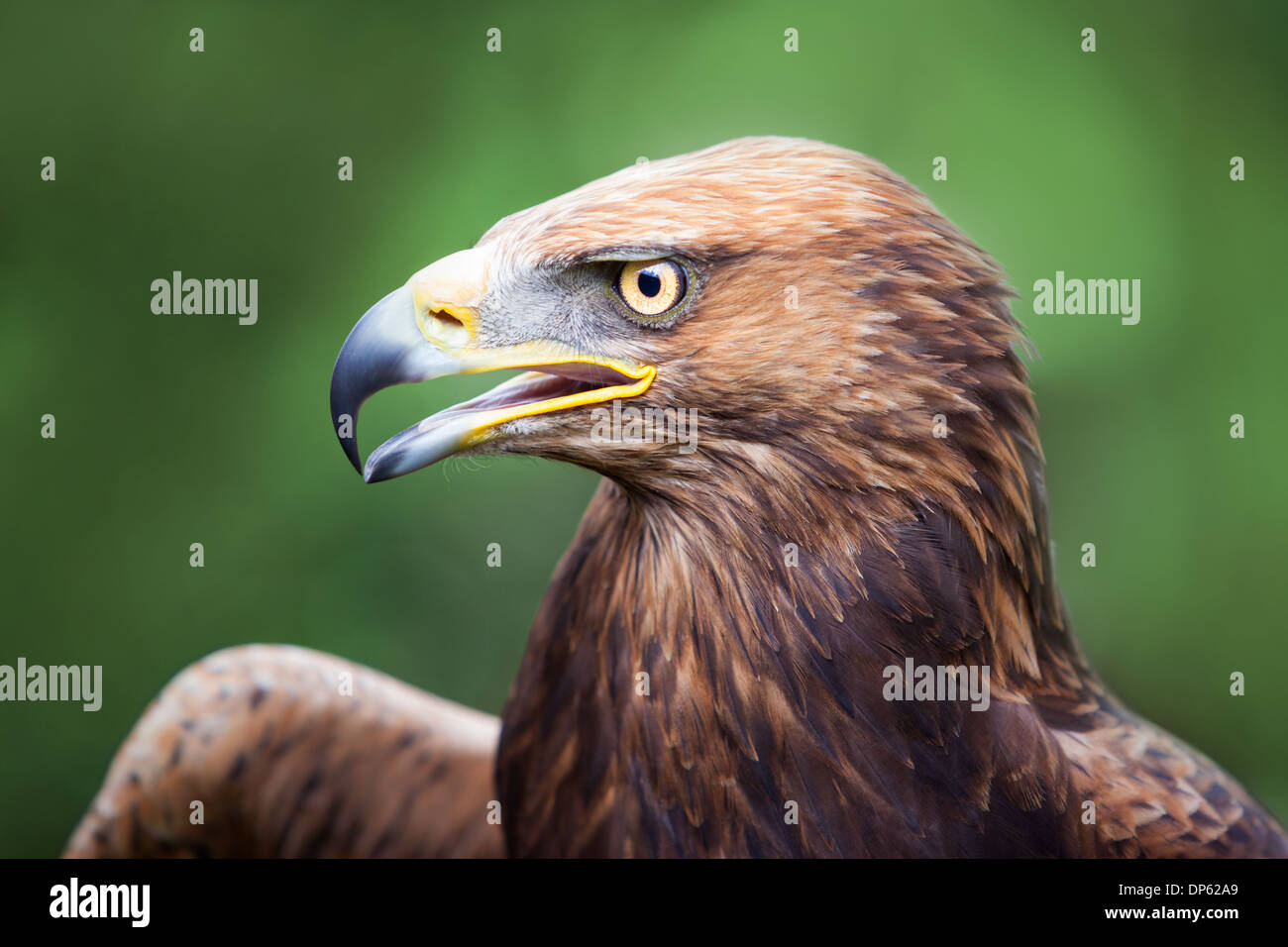 Portrait d'un aigle royal croisée avec une steppe russe Eagle avec un bec ouvert. Banque D'Images