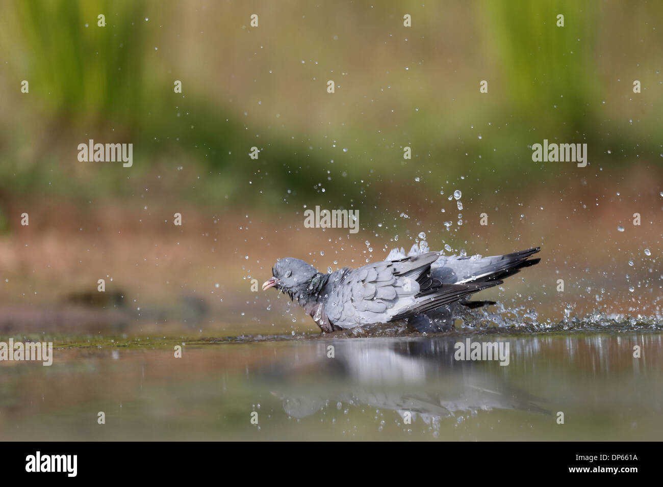 Pigeon colombin (Columba oenas) des profils, baignade dans l'eau, dans le Warwickshire, Angleterre, juillet Banque D'Images