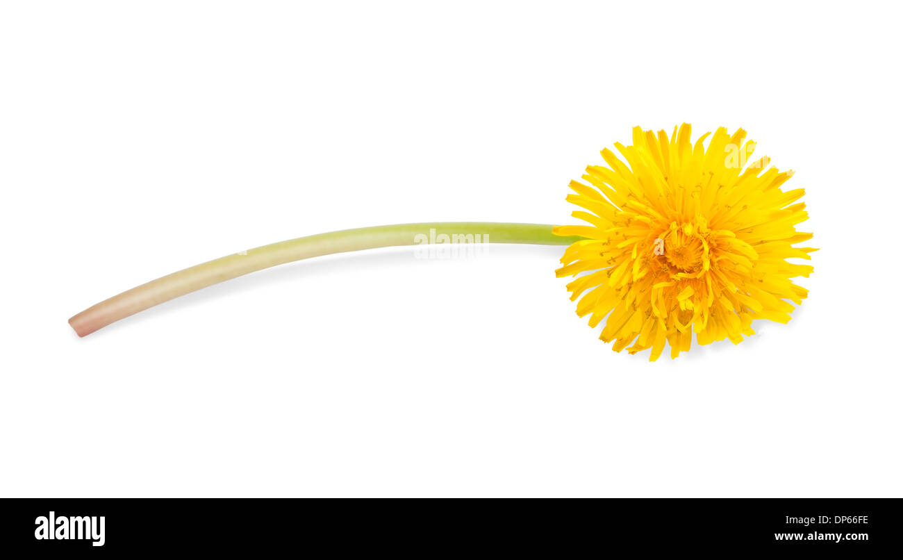 Le pissenlit avec flower isolated on white Banque D'Images