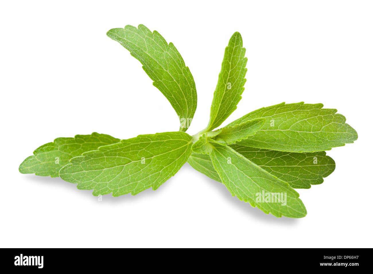 Les feuilles de Stevia isolé sur fond blanc Banque D'Images