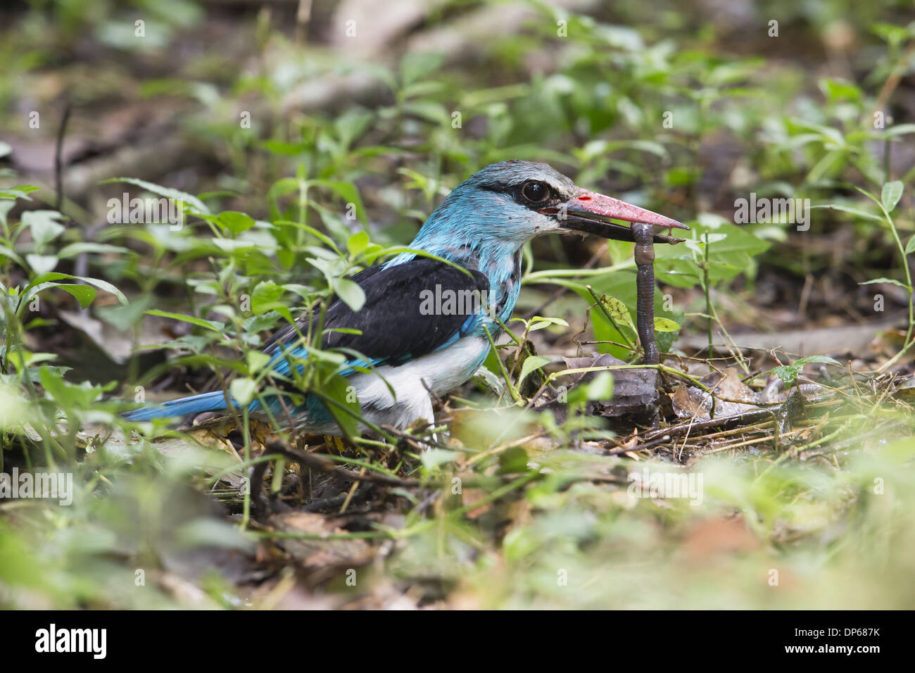 Blue-breasted Kingfisher (Halcyon malimbica) adulte, avec un ver de proie dans le bec, debout sur sol de la forêt, de l'Ouganda, juin Banque D'Images