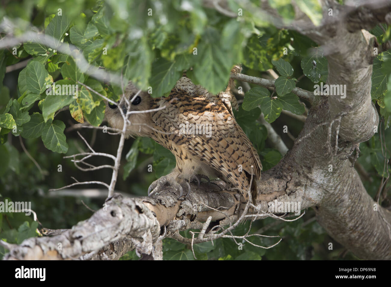 Pêche du PEL Scotopelia peli (OWL) adulte troublé par bateau dévisageant vers le bas à l'intrus de roost en journée sur une branche surplombant Banque D'Images